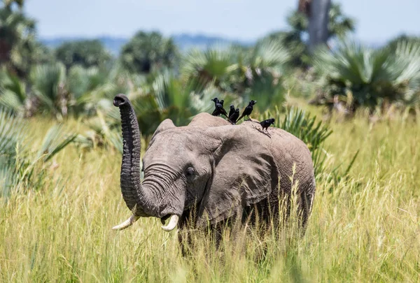 Elefante caminha ao longo da grama — Fotografia de Stock