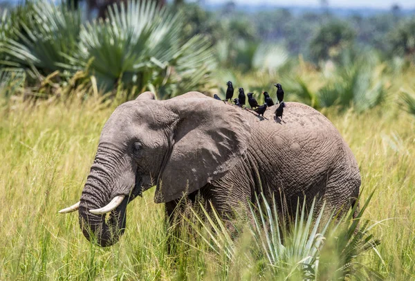 Elefante cammina lungo l'erba — Foto Stock