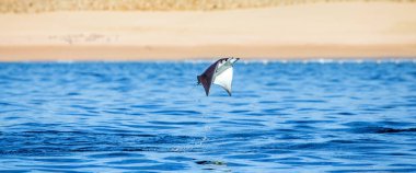 Mobula ray sudan atlama