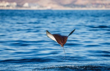 Mobula ray sudan atlama
