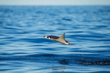 Mobula ray sudan atlama