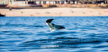 Mobula ray sudan atlama