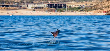 Mobula ray sudan atlama
