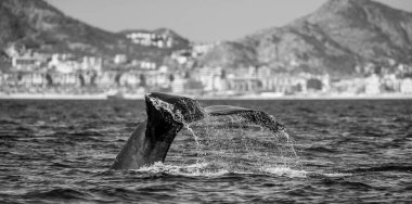 kambur balina kuyruğu