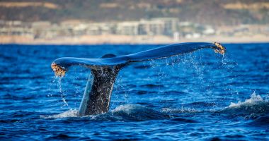kambur balina kuyruğu