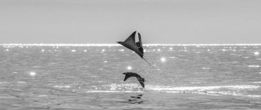 Sudan atlama Mobula ışınları