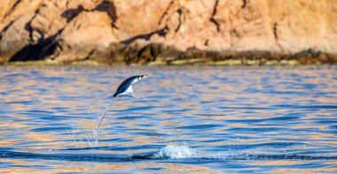Mobula ray sudan atlama