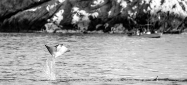 Mobula ray sudan atlama