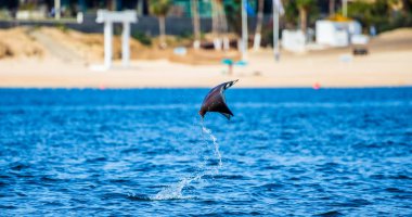 Mobula ray sudan atlama
