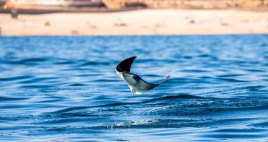 Mobula ray sudan atlama