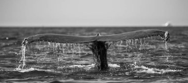 kambur balina kuyruğu