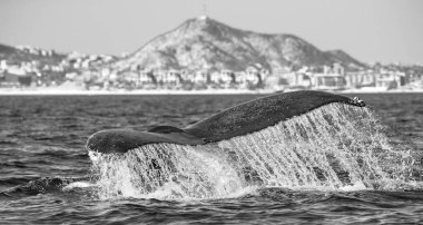 kambur balina kuyruğu