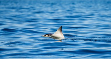 Mobula ray sudan atlama