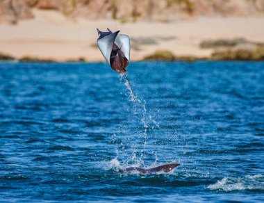 Mobula ray sudan atlama