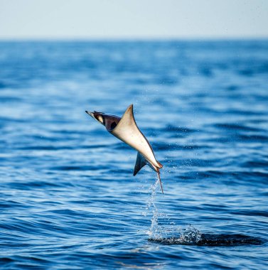 Mobula ray sudan atlama