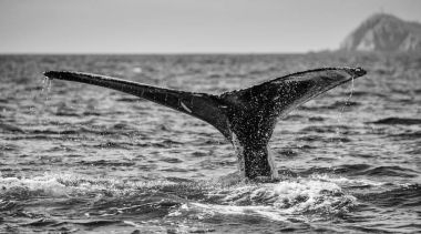 kambur balina kuyruğu