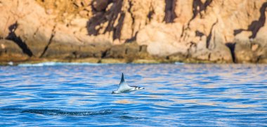 Mobula ray sudan atlama