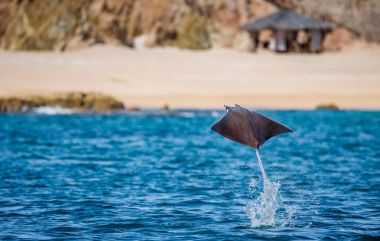 Mobula ray jumping out of water clipart