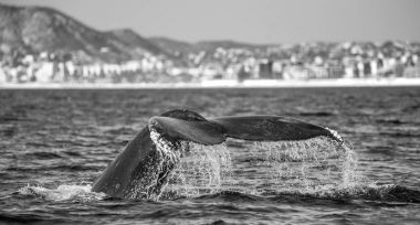kambur balina kuyruğu