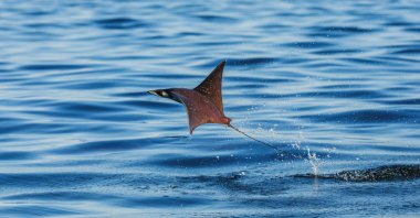 Mobula ray sudan atlama
