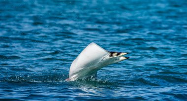 Mobula ray sudan atlama