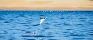 Mobula ray sudan atlama