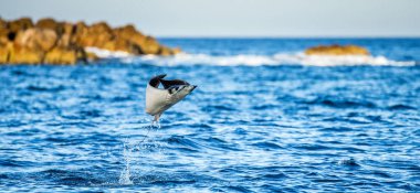 Mobula ray sudan atlama