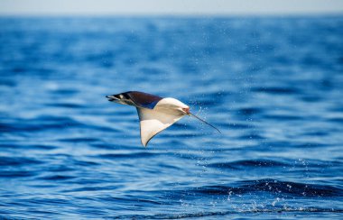 Mobula ray sudan atlama