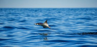 Mobula ray sudan atlama