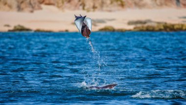 Mobula ray sudan atlama