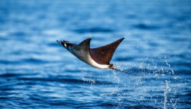 Mobula ray sudan atlama