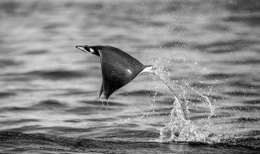 Mobula ray sudan atlama