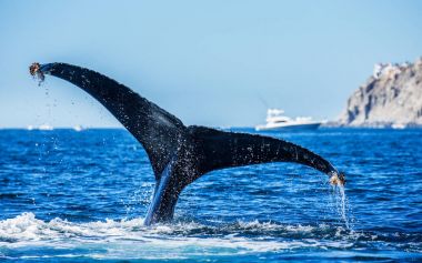 kambur balina kuyruğu
