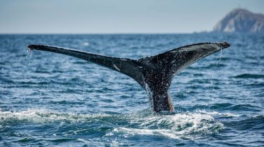 kambur balina kuyruğu