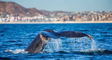 kambur balina kuyruğu