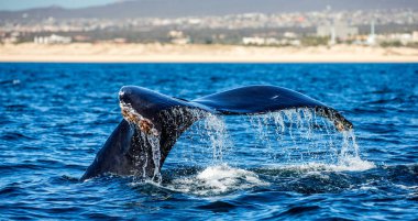 kambur balina kuyruğu