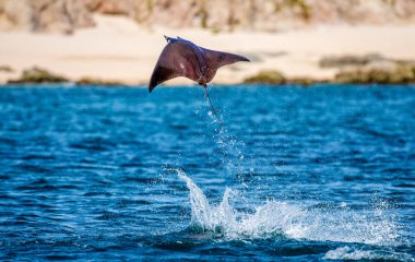 Mobula ray sudan atlama