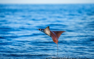 Mobula ray sudan atlama