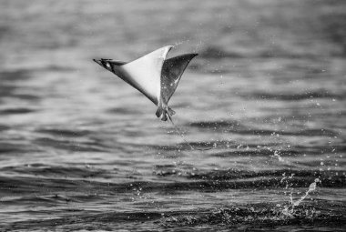 Mobula ray sudan atlama