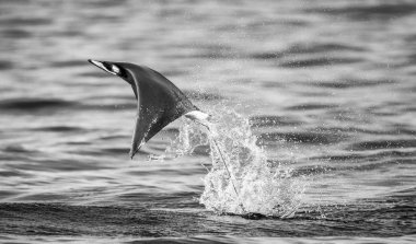 Mobula ray sudan atlama