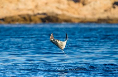 Mobula ray sudan atlama
