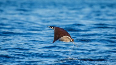 Mobula ray sudan atlama