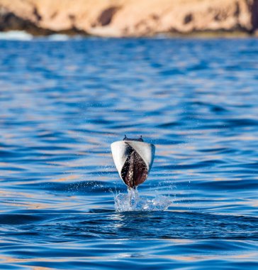 Mobula ray sudan atlama