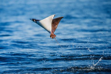 Mobula ray sudan atlama