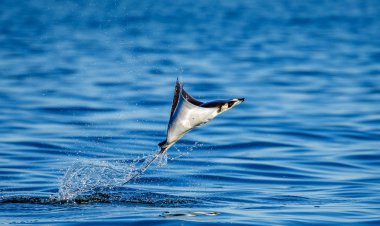 Mobula ray sudan atlama