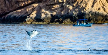 Mobula ray sudan atlama