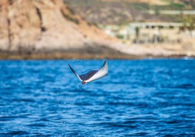 Mobula ray sudan atlama