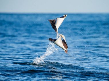 Sudan atlama Mobula ışınları