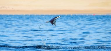 Mobula ray sudan atlama