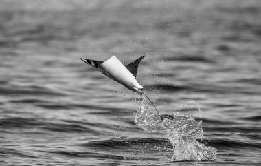 Mobula ray sudan atlama